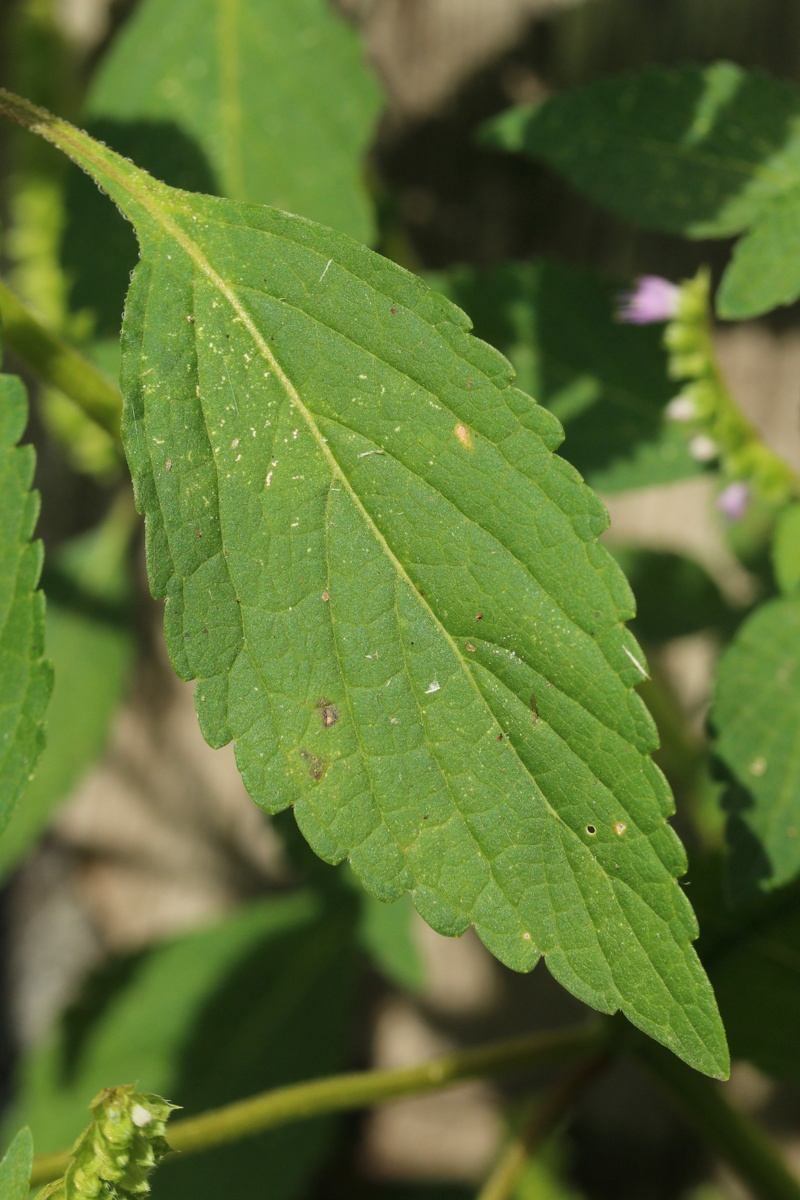 Image of Elsholtzia ciliata specimen.