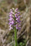 Dactylorhiza baltica