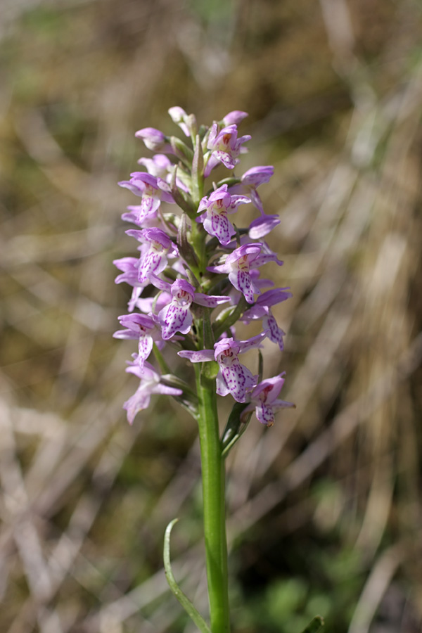 Image of Dactylorhiza baltica specimen.