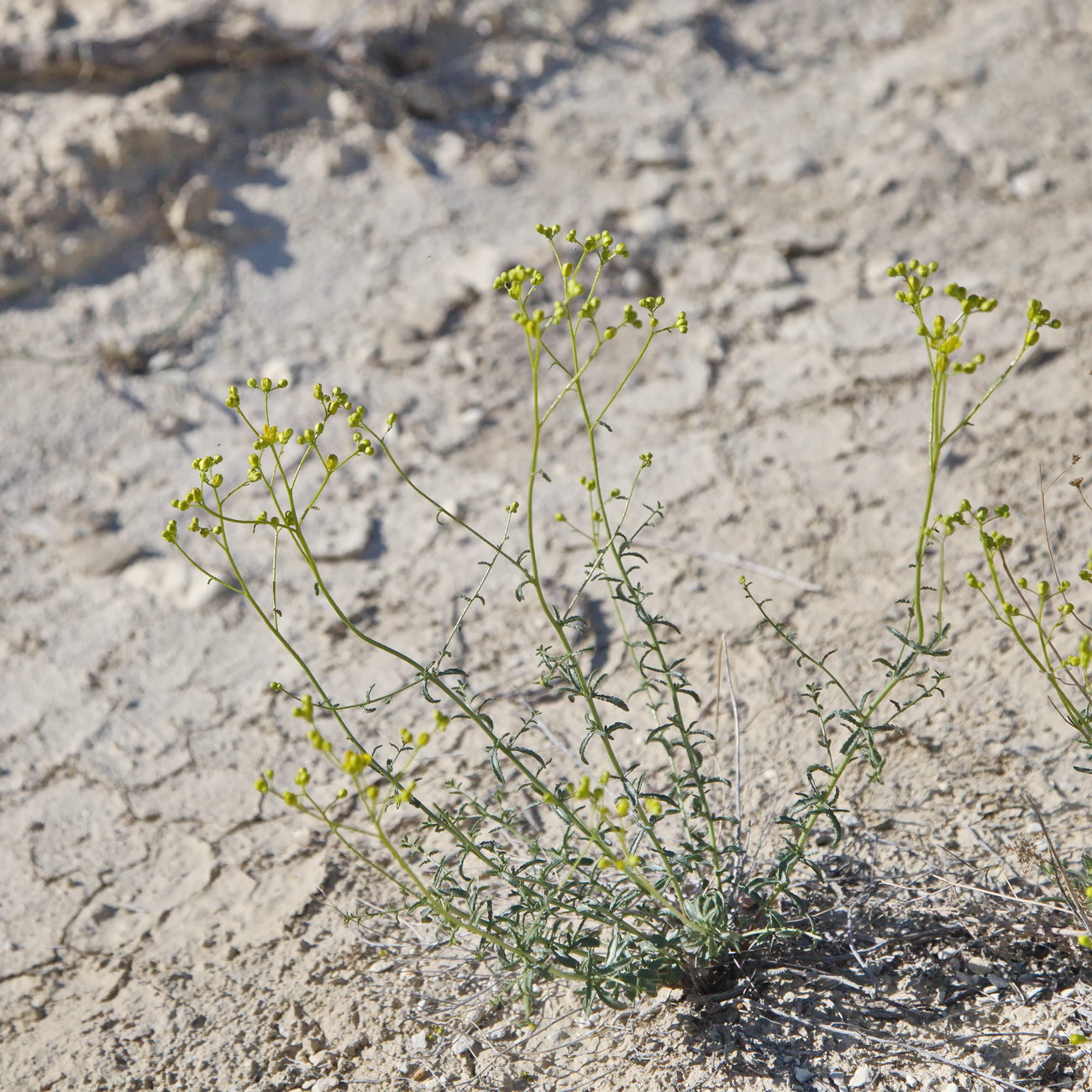 Image of Haplophyllum obtusifolium specimen.