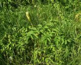 Angelica sylvestris