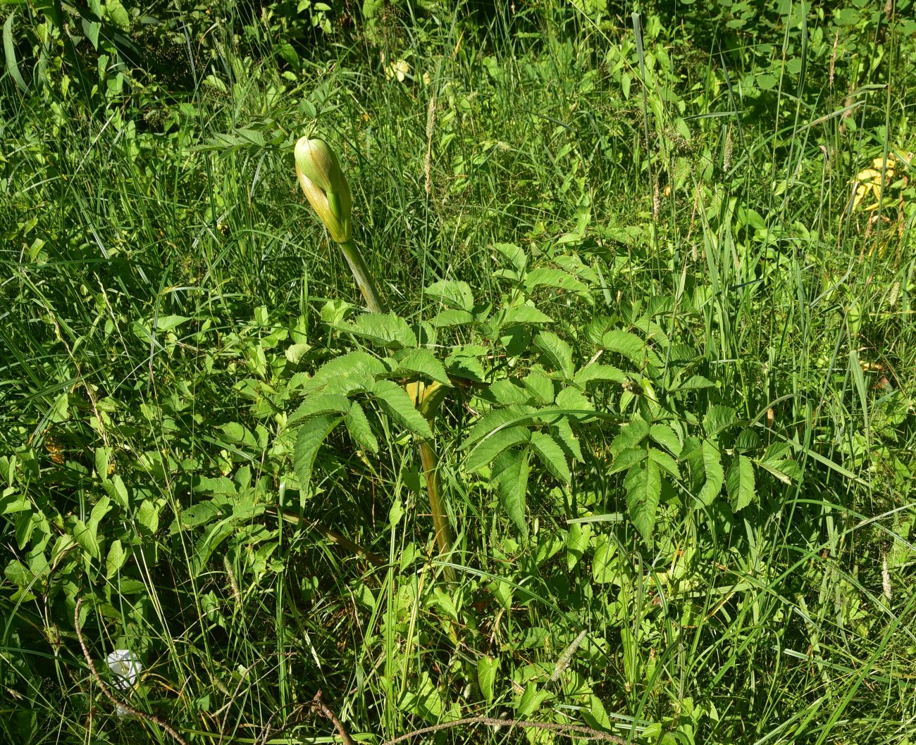 Image of Angelica sylvestris specimen.