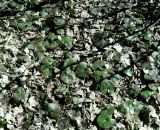 Asarum europaeum. Перезимовавшие растения. Украина, Харьков, Алексеевский Лес. 28.03.2011.