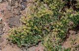 Nitraria sibirica