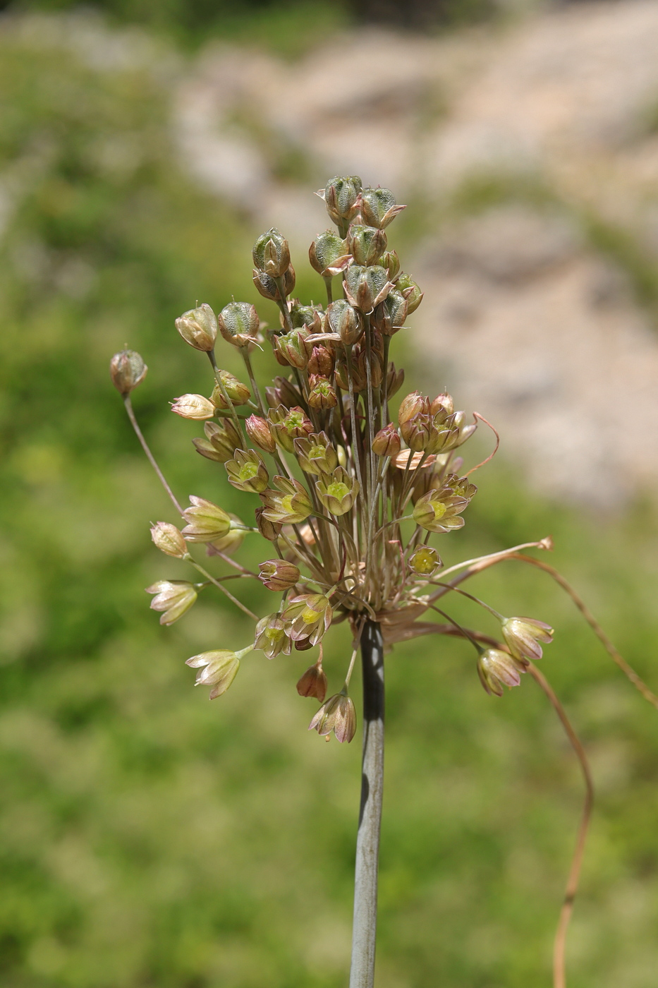 Изображение особи род Allium.