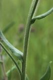 Anchusa officinalis. Часть генеративного побега. Беларусь, Витебская обл., окр. пос. Езерище, суходольный луг по залежи. 11.06.2025.