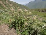 Cirsium obvallatum. Цветущее растение. Кабардино-Балкария, Черекский р-н, ур. Хогес, ≈ 2800 м н.у.м., альпийский луг. 29.07.2025.