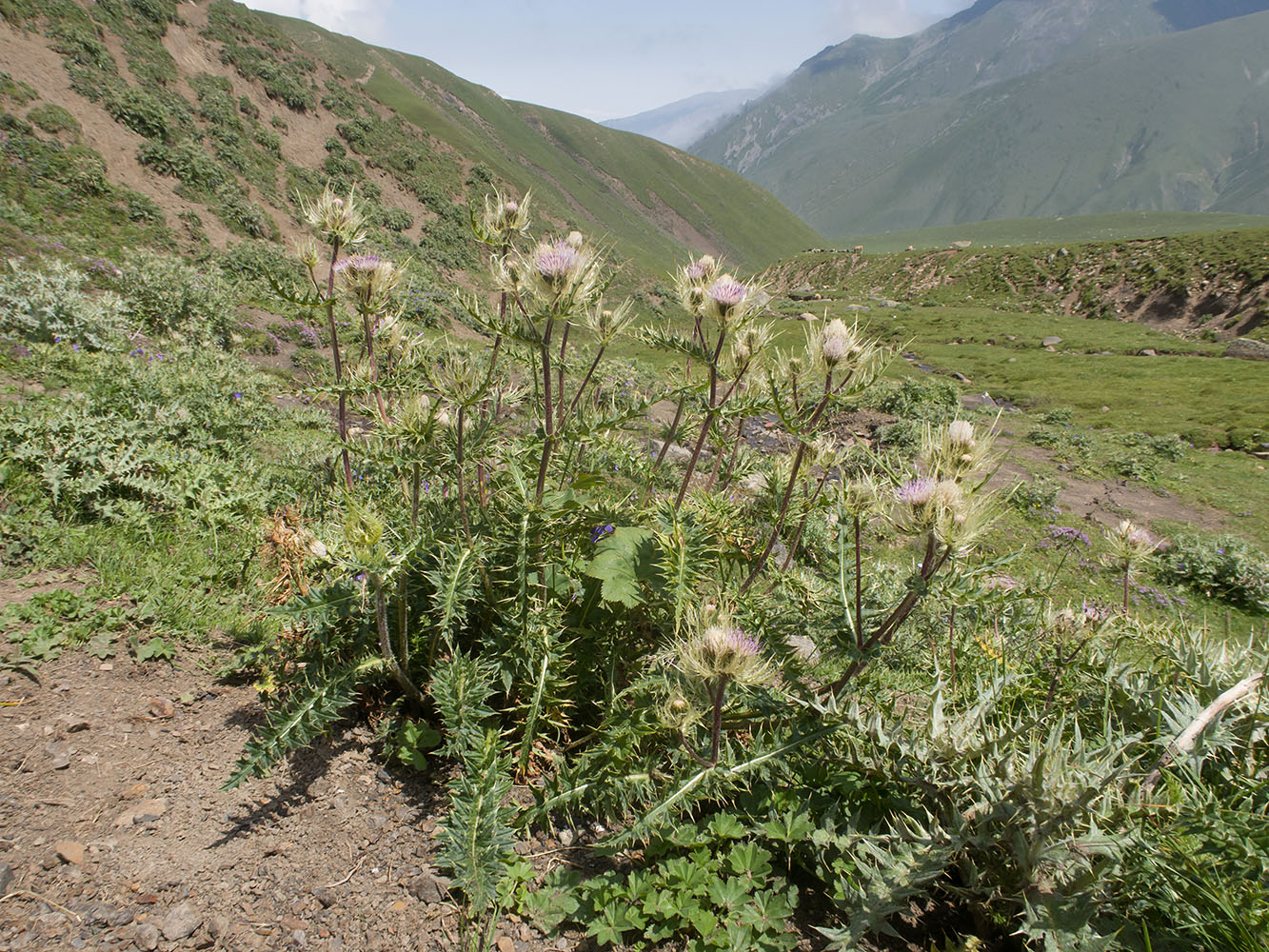 Изображение особи Cirsium obvallatum.