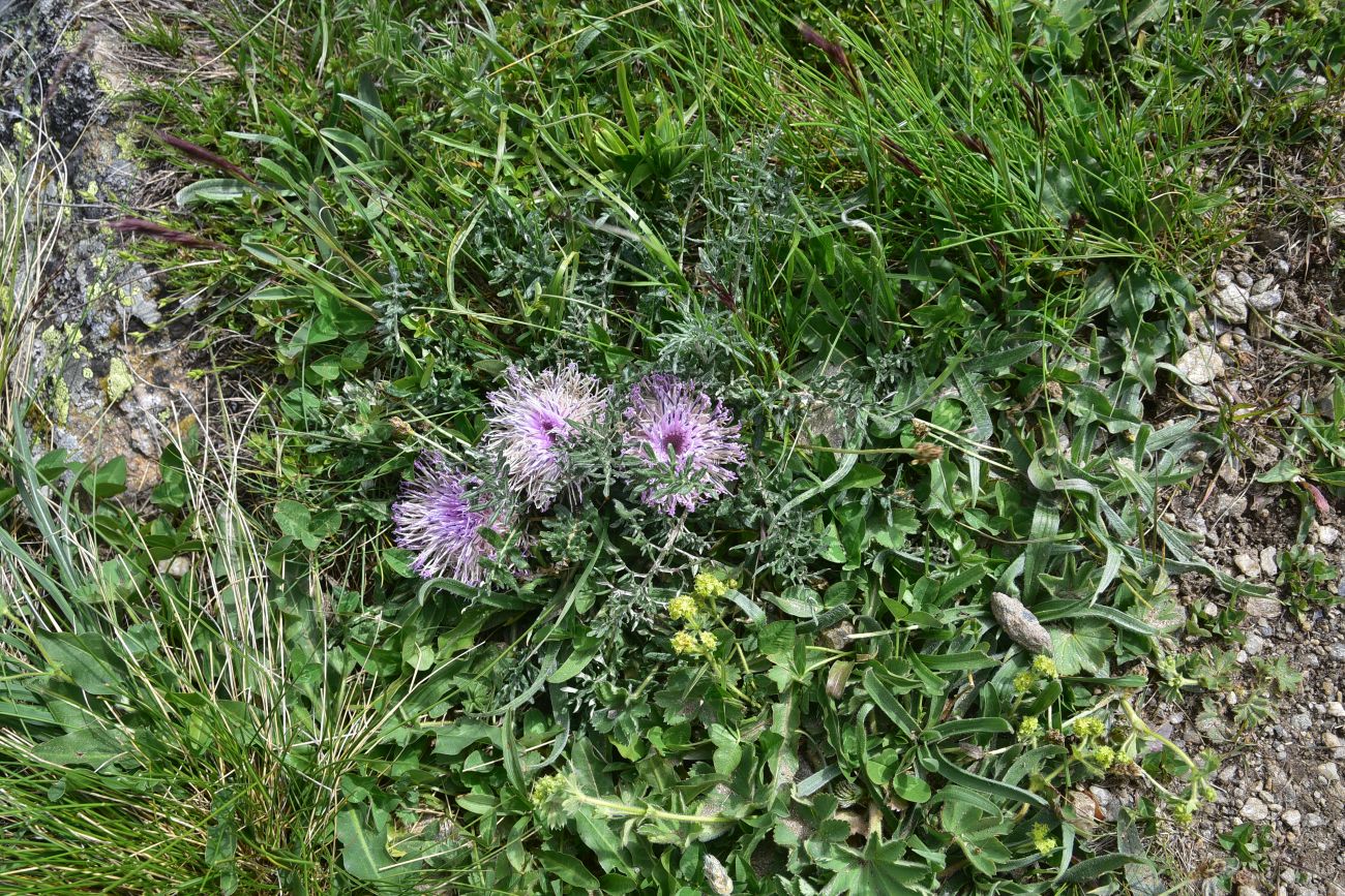 Image of Jurinella subacaulis specimen.