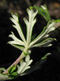 Potentilla argentea. Нижняя сторона среднего стеблевого листа (видно белое войлочное опушение). Нидерланды, провинция Limburg, рудеральное местообитание у железнодорожной станции Mook-Molenhoek. 12 июня 2010 г.