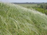 Stipa pennata. Заросль цветущих растений. Ульяновская обл., Мелекесский р-н, окр. с. Вишенка, дол. р. Бирля, участок ковыльно-разнотравной степи на склоне. 31.05.2524.