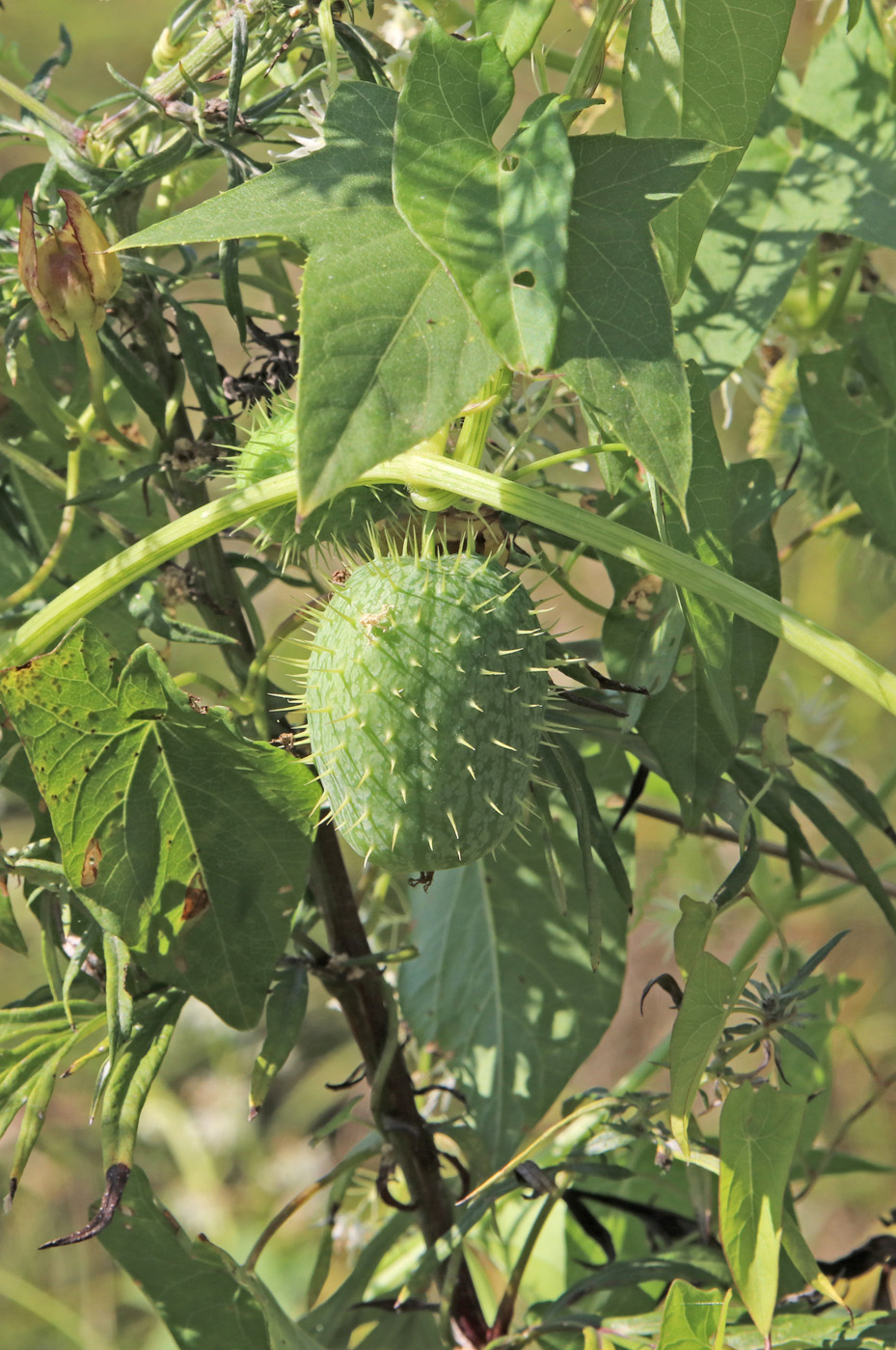 Изображение особи Echinocystis lobata.