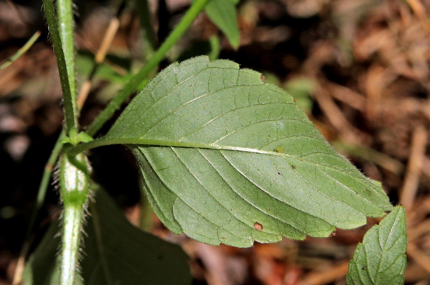 Изображение особи Galeopsis bifida.