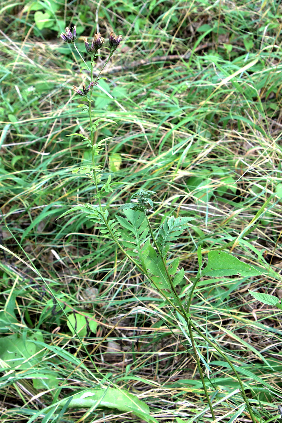 Изображение особи Serratula tinctoria.