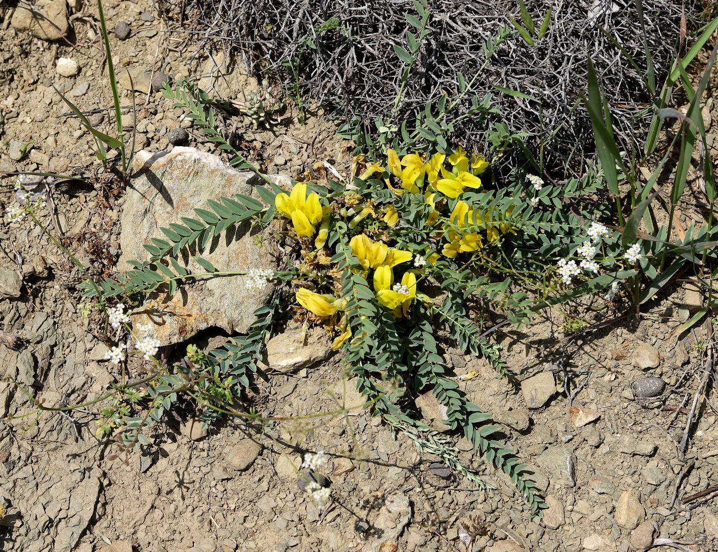 Изображение особи Astragalus kopetdaghi.