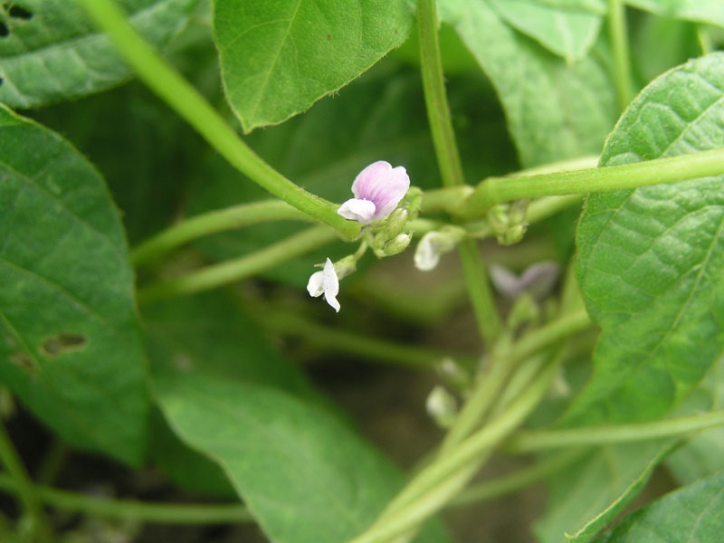 Изображение особи Glycine soja.