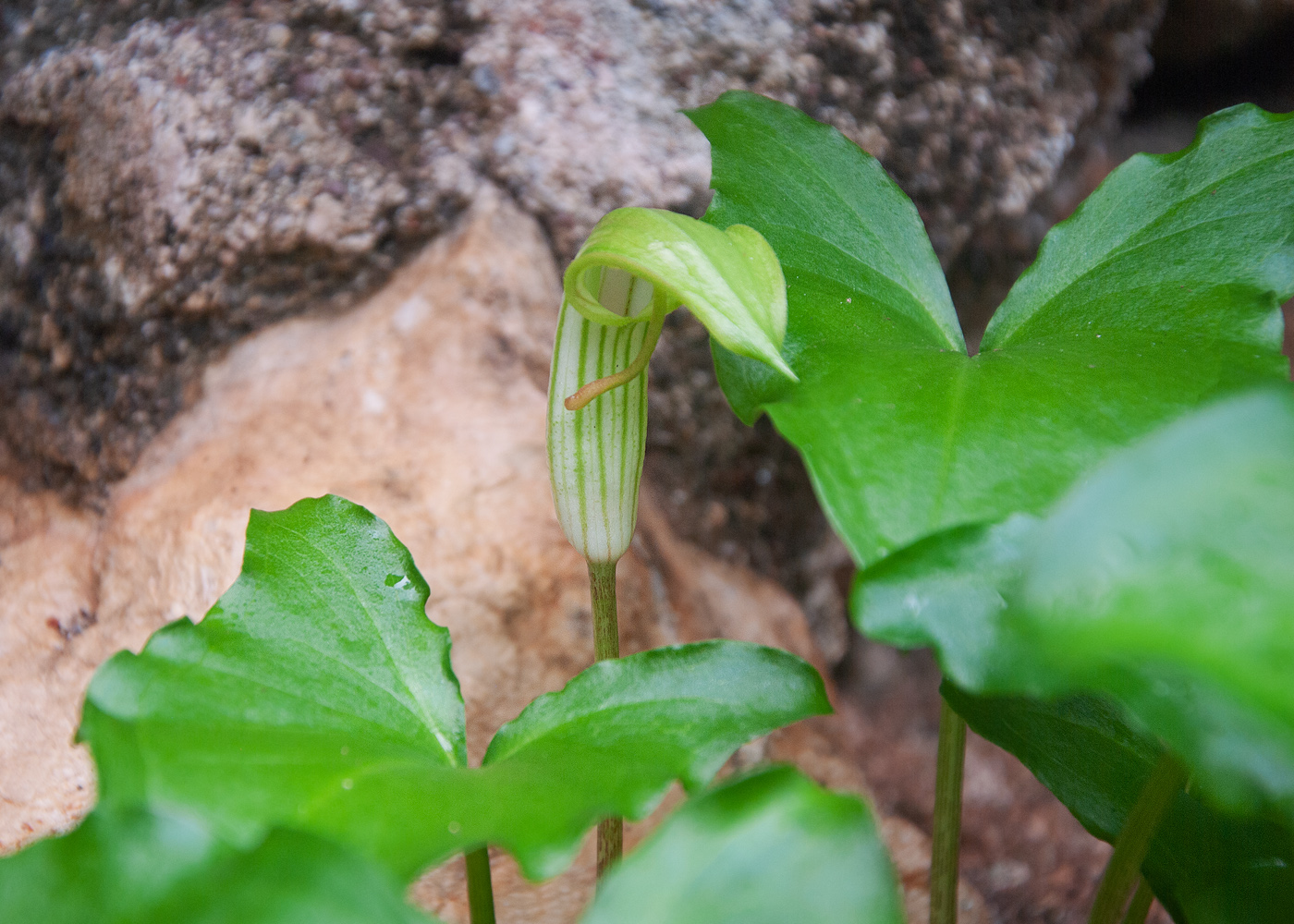 Image of Arisarum vulgare specimen.