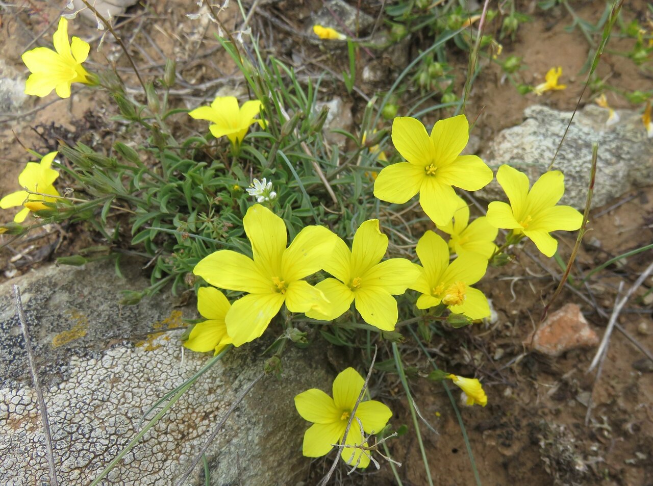 Image of Linum tauricum specimen.