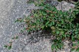 Cotoneaster multiflorus. Ветви отцветшего кустарника. Китай, пров. Шэньси, национальный парк \"Хуашань\", ≈ 2000 м н.у.м., на скале. 02.06.2025.