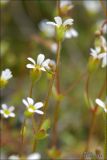 Saxifraga tridactylites