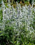 Stachys byzantina. Расцветающие растения. Москва, ГБС РАН, в культуре. 19.06.2008.