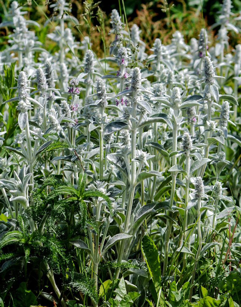 Image of Stachys byzantina specimen.
