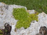 Sedum oppositifolium