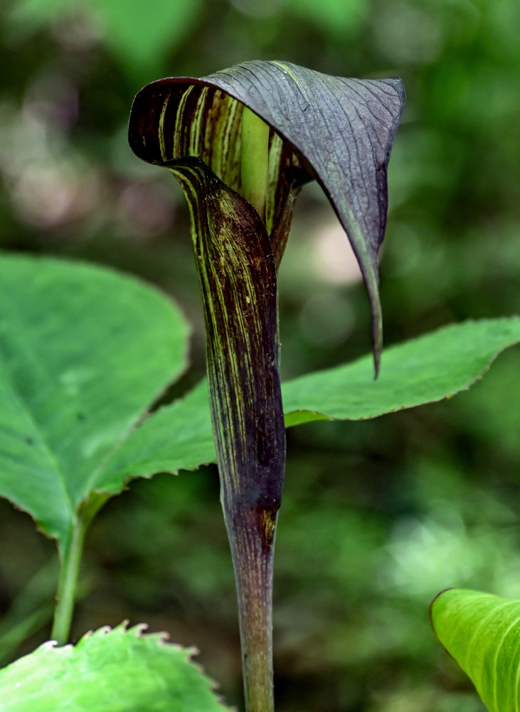 Изображение особи Arisaema bockii.