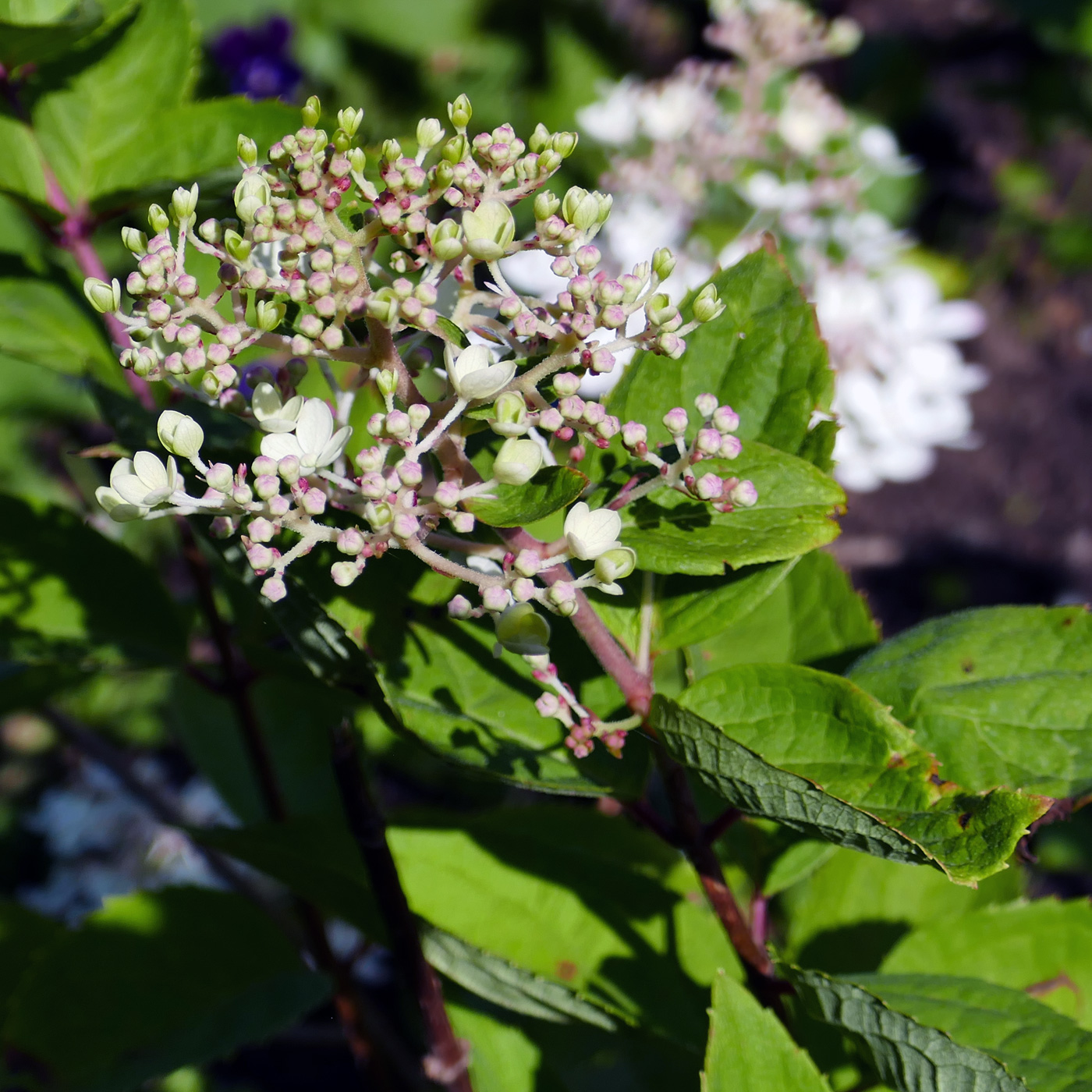 Изображение особи Hydrangea paniculata.
