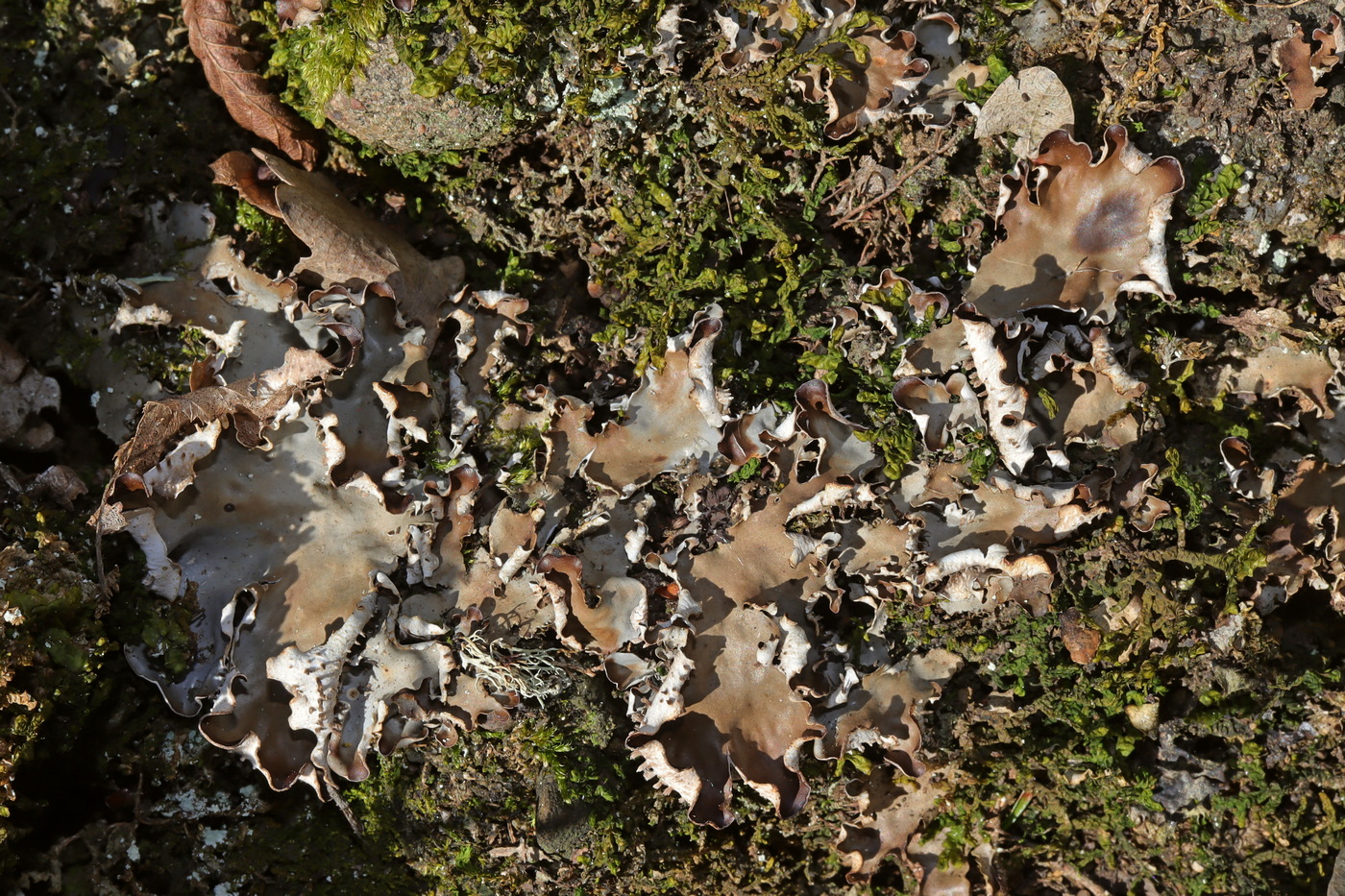 Image of Peltigera degenii specimen.
