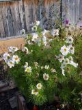 Cosmos bipinnatus. Цветущие растения. Североуральск, дачный участок. 11.09.2021.