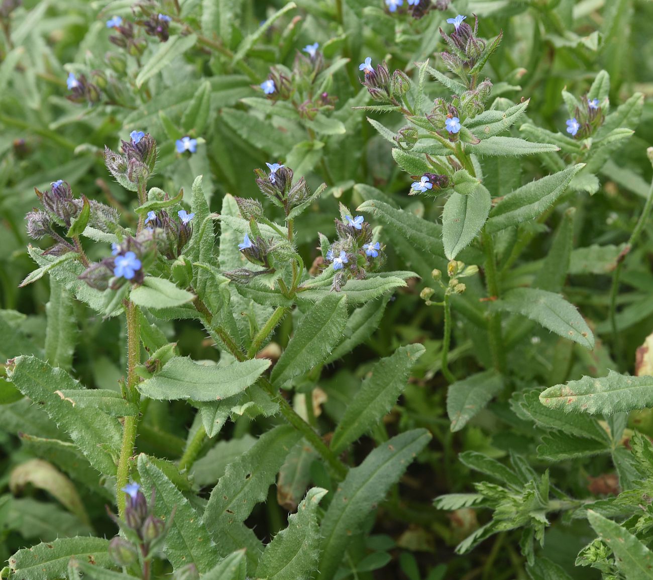 Изображение особи род Lycopsis.