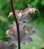 Image of taxon representative. Author is Наталия Шевырева