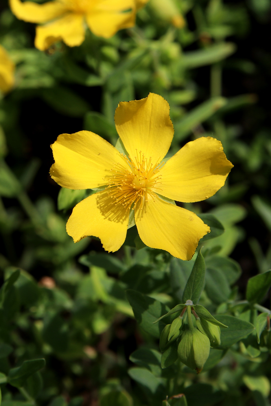 Image of Hypericum cerastoides specimen.