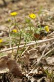 Ranunculus monophyllus