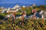 Bergenia pacifica. Верхушки цветущих растений в сообществе с Rhododendron sichotense. Приморский край, Чугуевский р-н, гора Голец, 1600 м н.у.м., горная тундра. 12.06.2026.