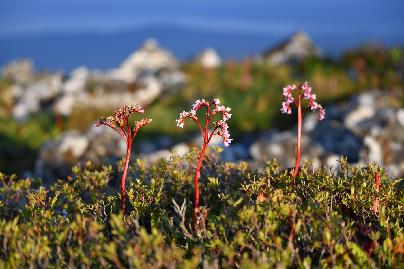 Изображение особи Bergenia pacifica.