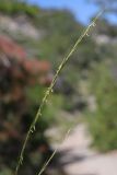 Achnatherum bromoides. Соцветие. Крым, Севастополь, ур. Ласпи, старая Батилиманская дорога. 26.06.2026.
