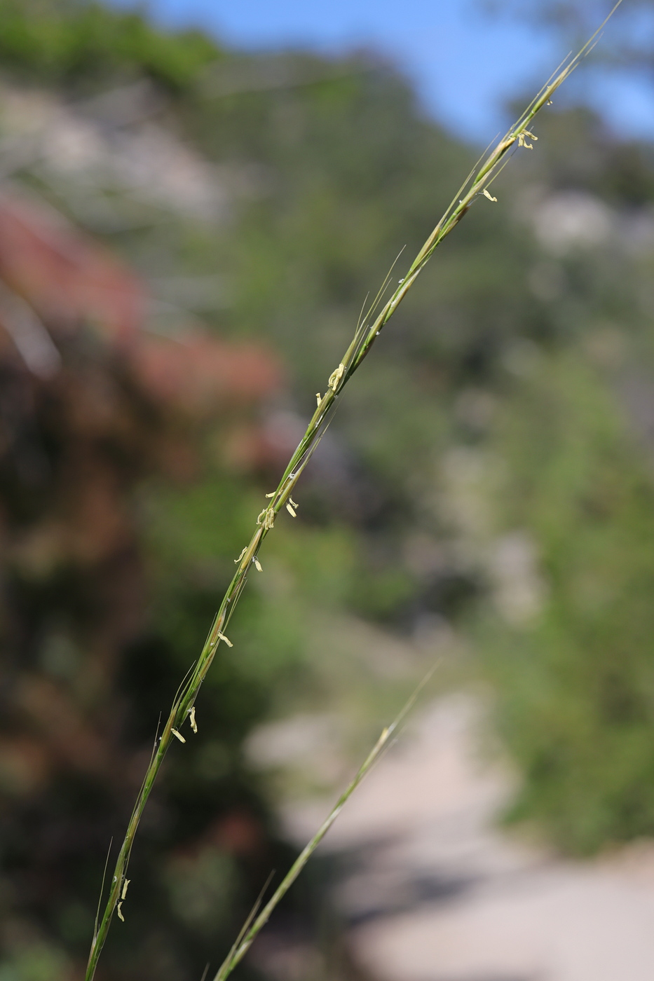 Image of Achnatherum bromoides specimen.