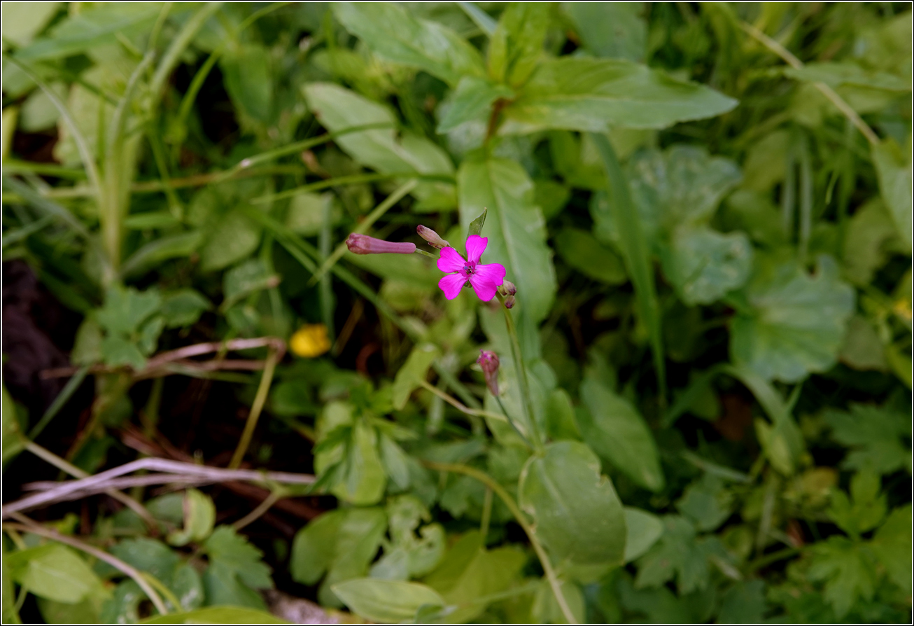 Image of Unknown species specimen.