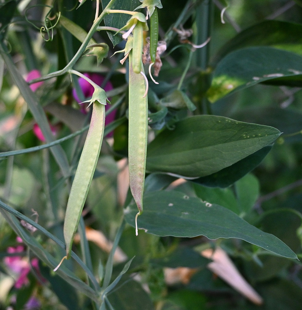 Image of Lathyrus sylvestris specimen.
