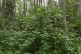 Sambucus nigra. Растение с отцветающими соцветиями. Беларусь, Брестская обл., Каменецкий р-н, окр. дер. Бобинка, смешанный сосново-лиственный лес. 02.07.2026.