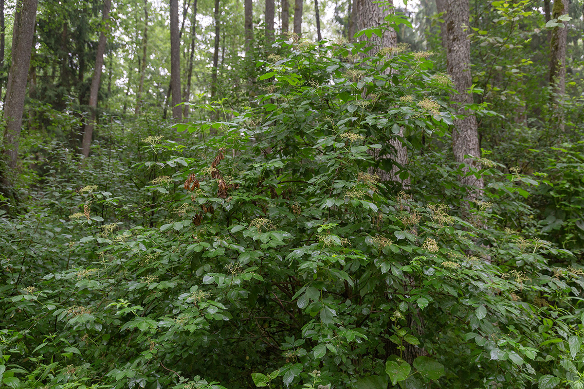 Изображение особи Sambucus nigra.