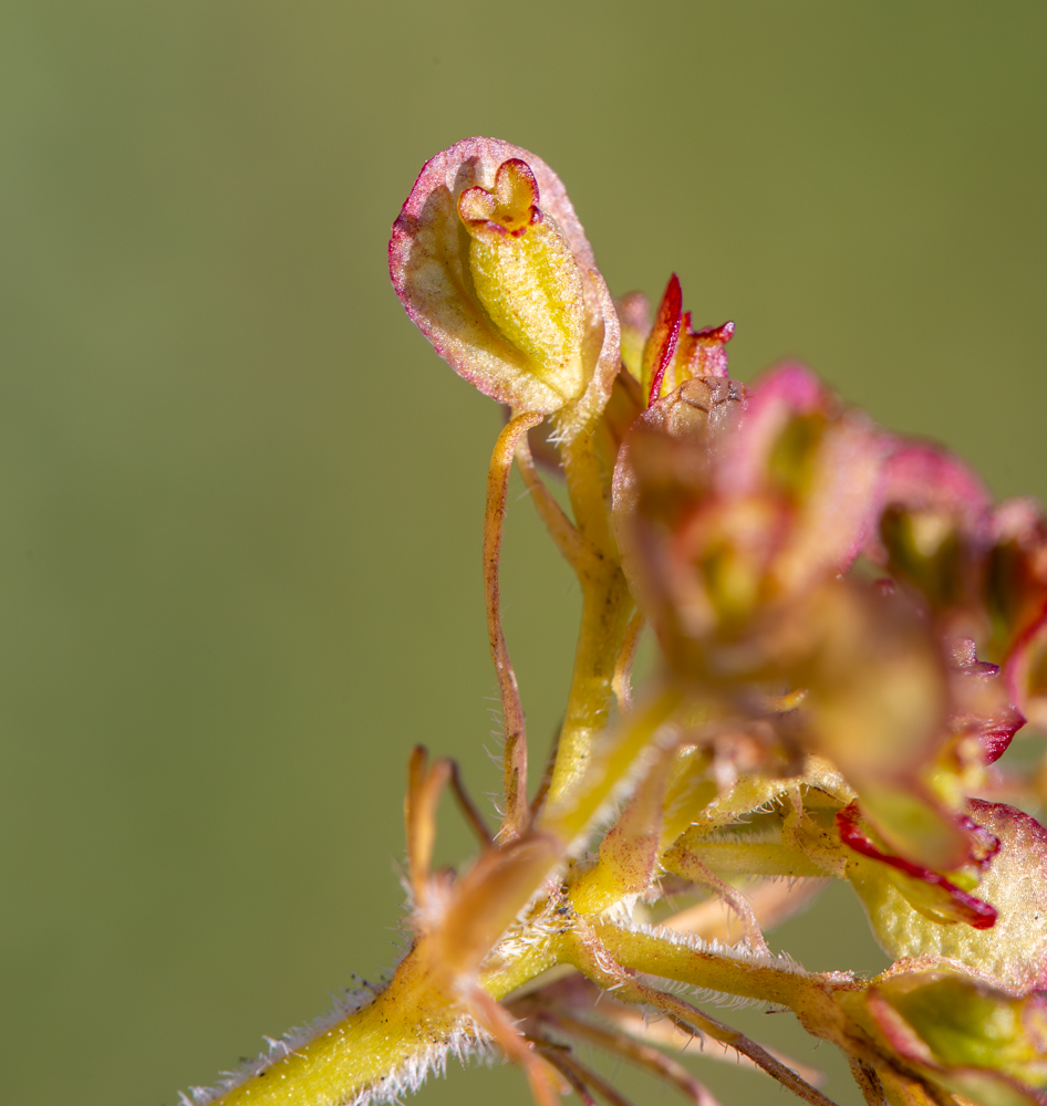 Image of Patrinia sibirica specimen.