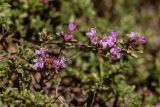 genus Thymus