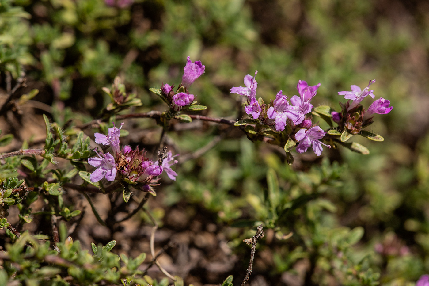 Изображение особи род Thymus.