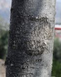 genus Fraxinus. Ствол молодого дерева. Израиль, г. Кармиэль, городской парк. 13.02.2011.