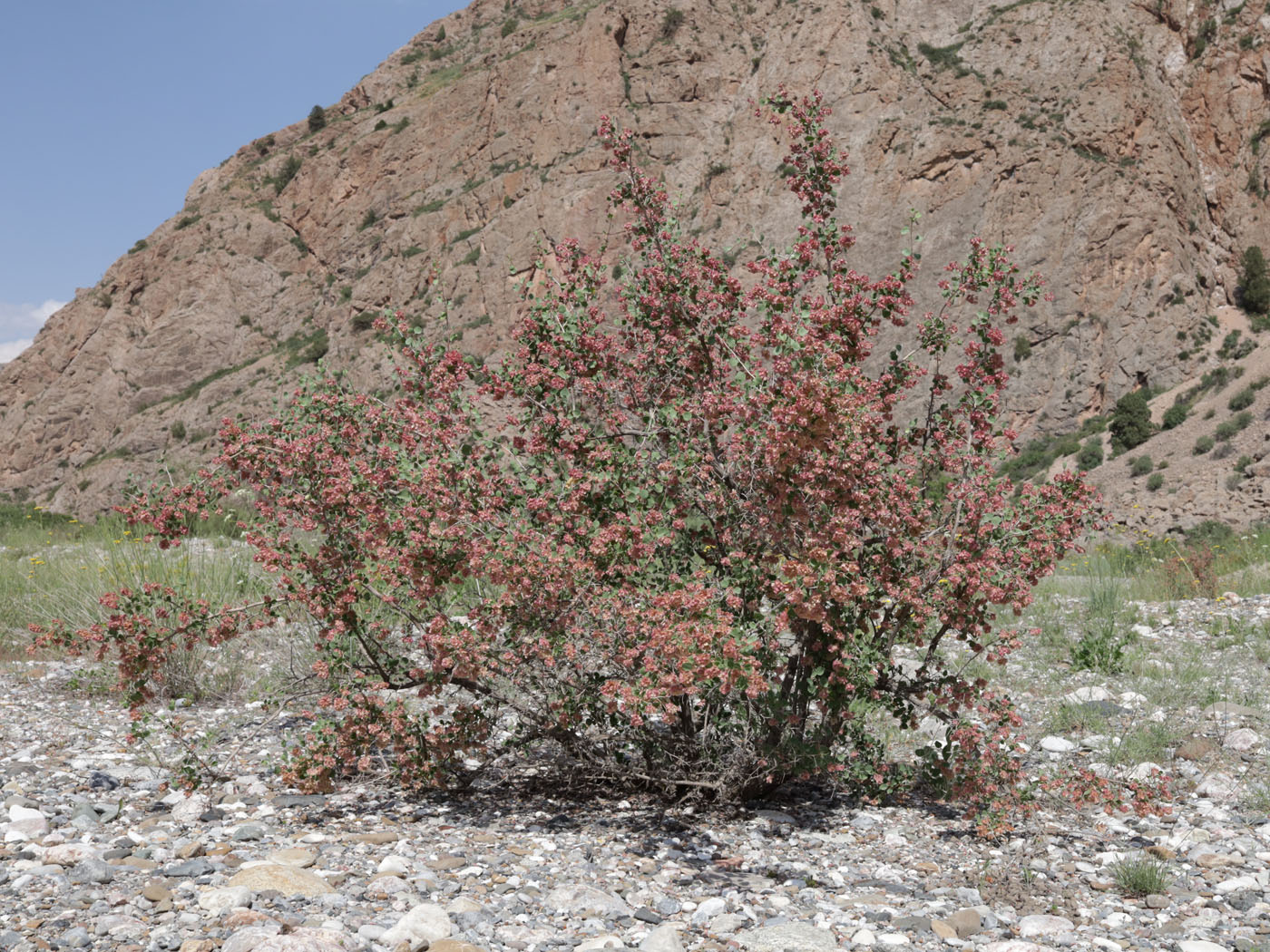 Изображение особи Atraphaxis pyrifolia.