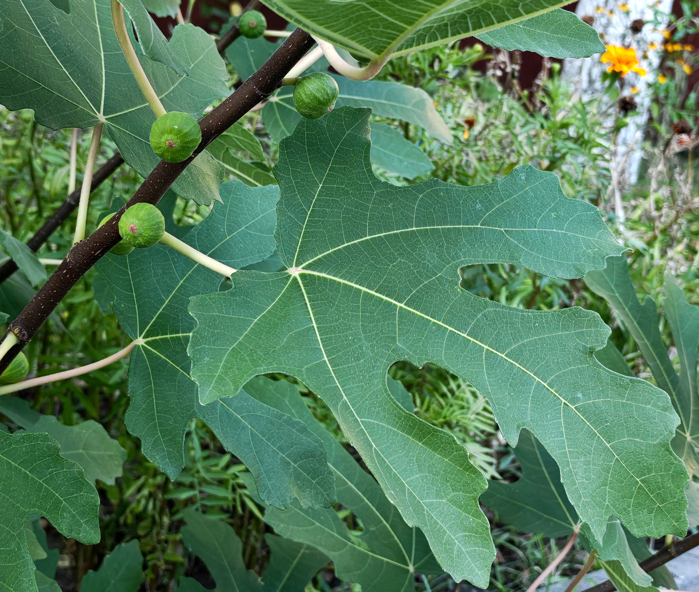 Изображение особи Ficus carica.