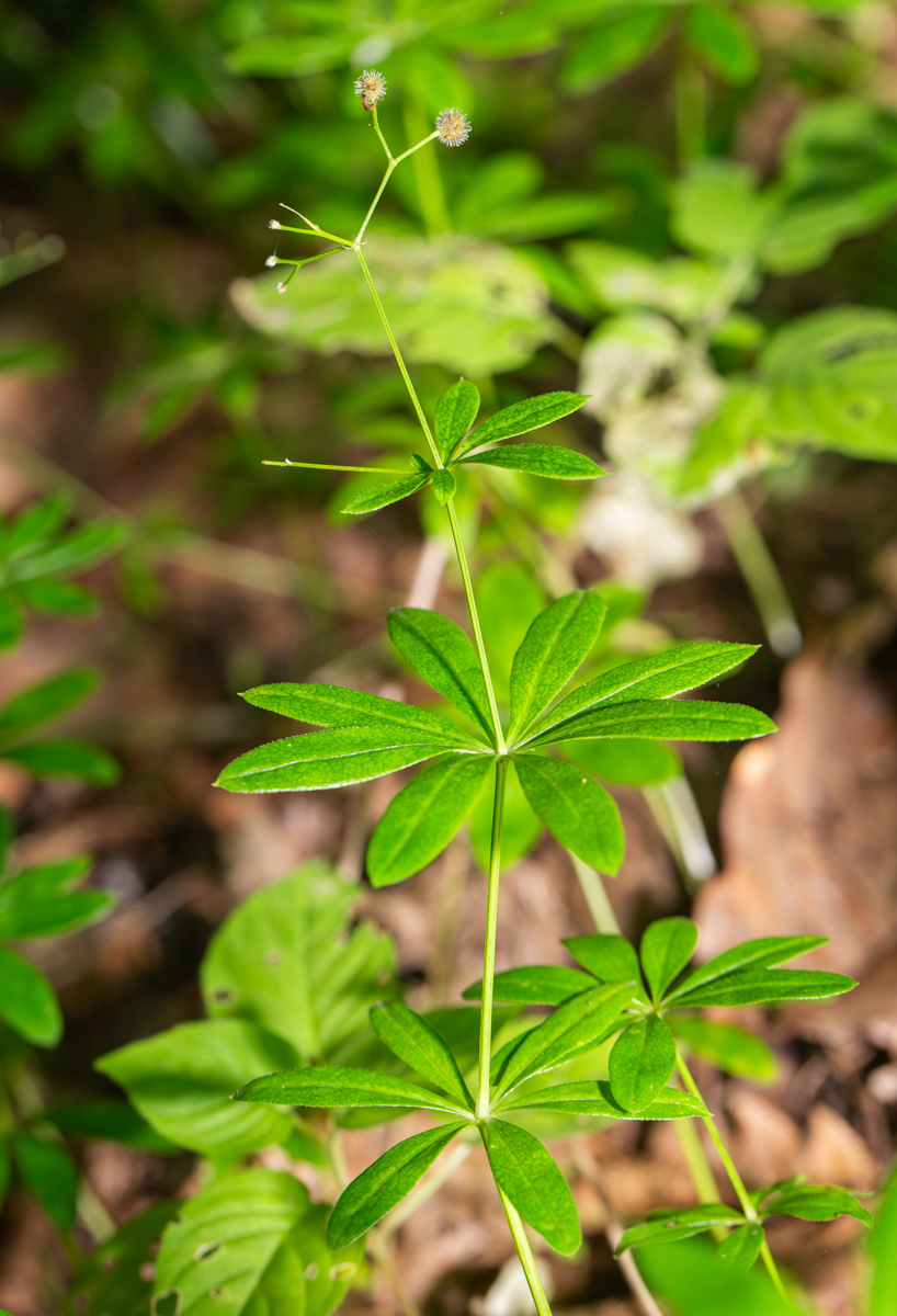 Изображение особи Galium odoratum.